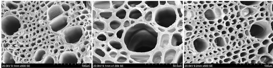 Microscope images of sunflower vascular tissue